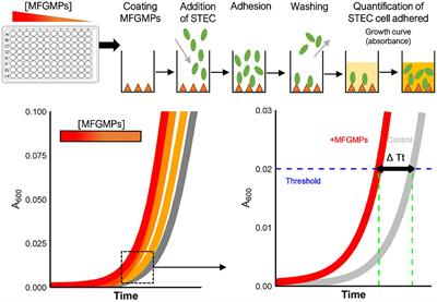 Serotype-dependent adhesion of Shiga toxin-producing Escherichia coli to bovine milk fat globule membrane proteins